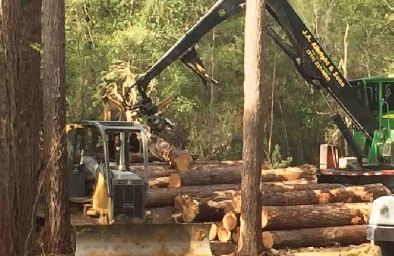 Delimbing trees and cutting to the proper size Delimbing trees and cutting to the proper size