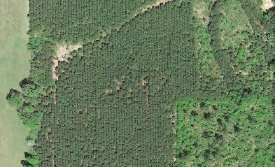 Pine trees in rows Pine trees in rows
